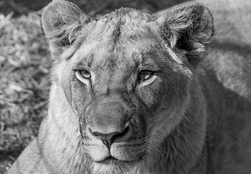 ion, animal, mammifère, lionne, prédateur, faune, safari, zoo, la nature, photographie de la faune, région sauvage