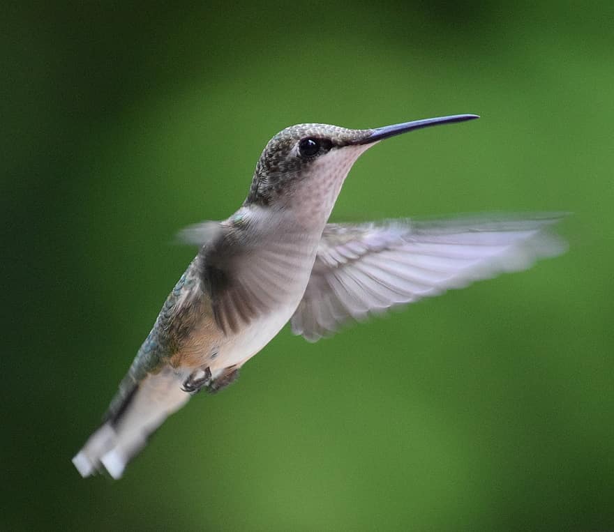 kolibri, hover, fugl, dyreliv, flyvende, lille, vild, fjer, næb, vinger