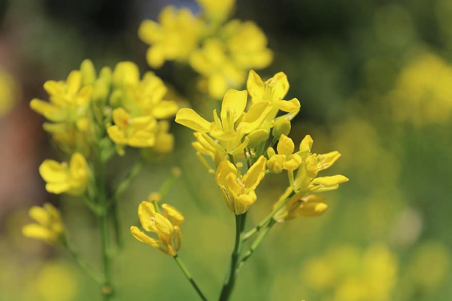 Field Mustard, Flowers, Plant, Yellow Flowers, Petals, Bloom, Garden, Flora, Nature, yellow, flower
