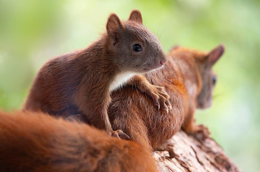 mókus, rágcsáló, emlős, fiatal, állat, anya, édes
