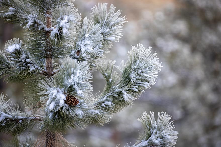 snow, branch, tree, pine, spruce, winter, close up, snowy, covered, cold, seasonal