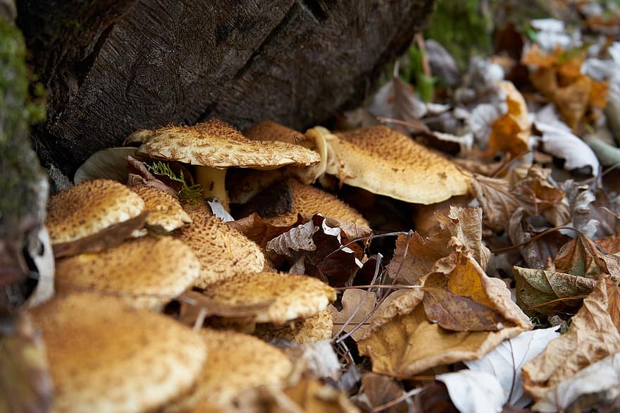toadstools, 버섯, 균류학, 가을, 자연, 잎, 숲 바닥