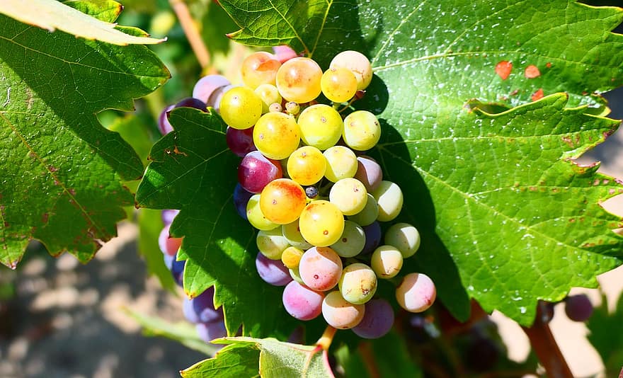 frugt, vindruer, vin, vinavl, vingård, høst, sund og rask