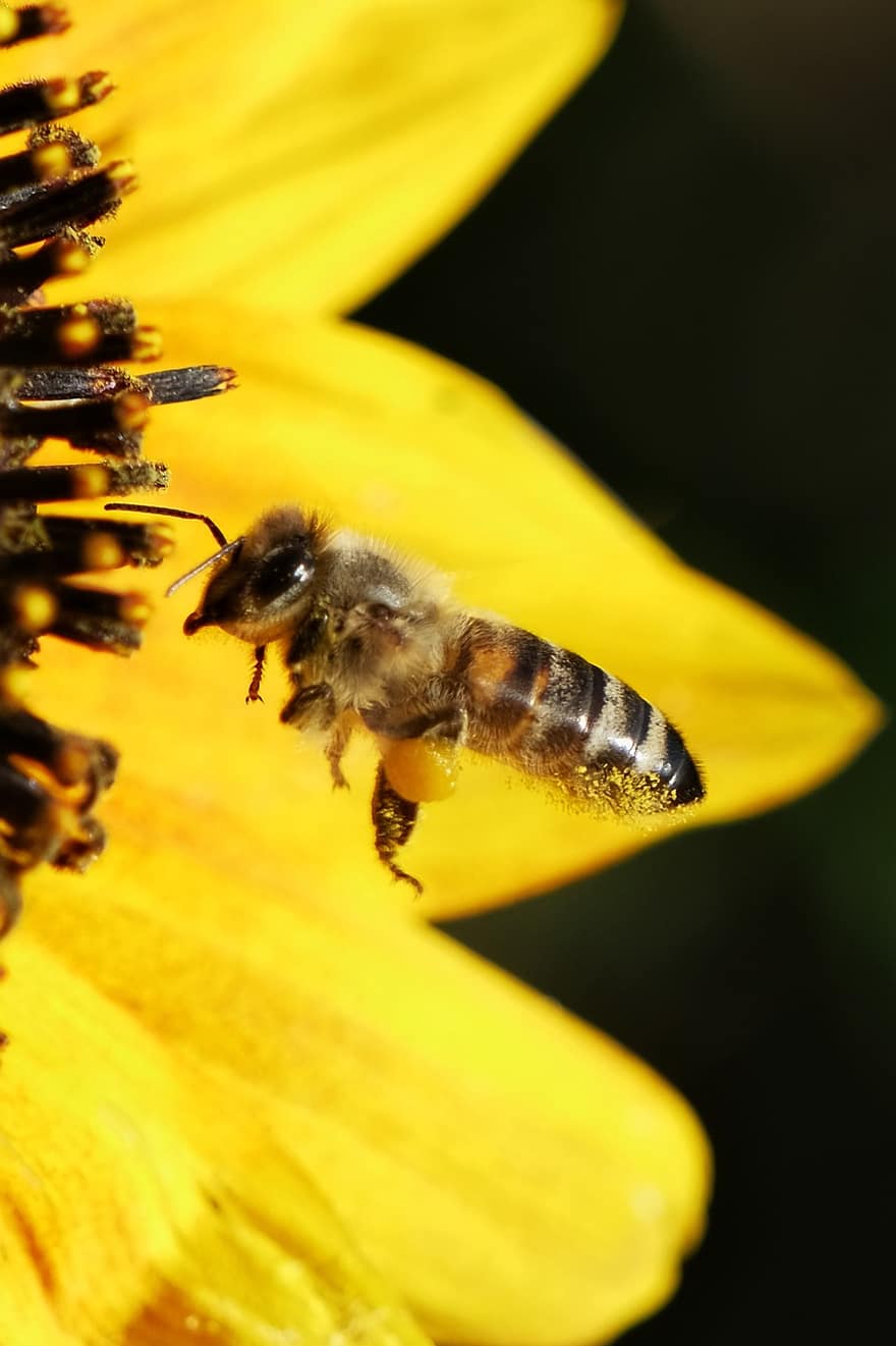 con ong, côn trùng, thụ phấn, bông hoa, Côn trùng cánh, cánh, Thiên nhiên, hymenoptera, côn trùng học, vĩ mô, ong mật