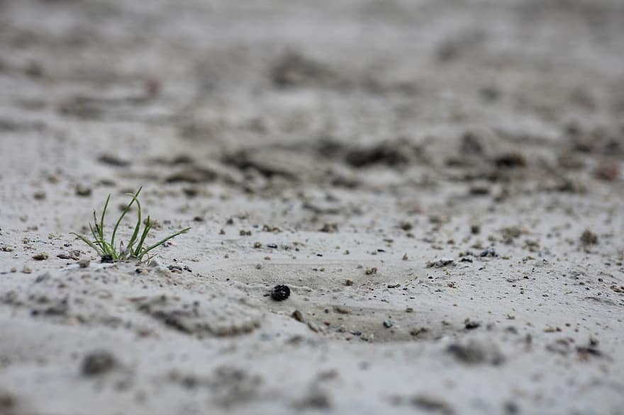 пісок, земля, бруд, трави, стійло, травинка, природи