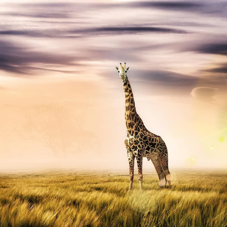 girafa, animal, animais selvagens, ruminante, animal selvagem, mamífero, animal grande, safári, pastagem, natureza, região selvagem