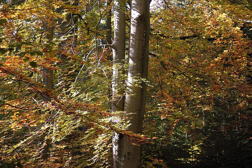 træer, Skov, efterår, sæson, natur, udendørs, skov, ødemark, bøg, træ, blad