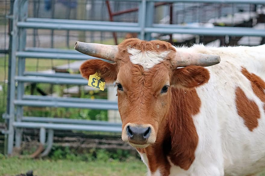 Cow, Cattle, Horns, Animal, Bovine, Beef, Livestock, Mammal, Farm, Rural, Agriculture