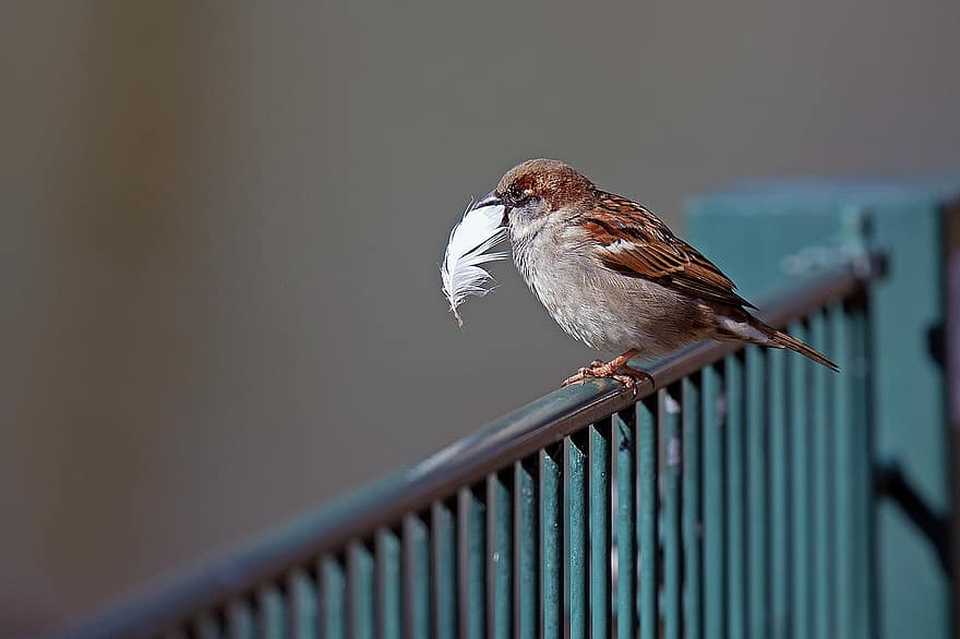 Bird, Sperling, Sparrow, Feather, Plumage, Passer Domesticus, House Sparrow, Songbird, Sitting