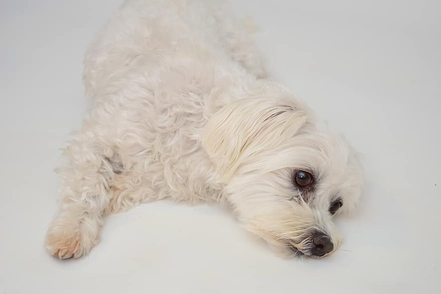 cane, maltese, bianca, animale domestico, dolce, piccolo, carina, animale, sguardo del cane