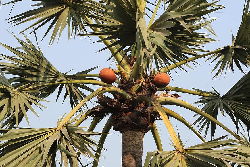 træ, kokosnød, natur, håndflade, Palme træ, frugt, sommer, blad, tropisk klima, kokos palme, plante