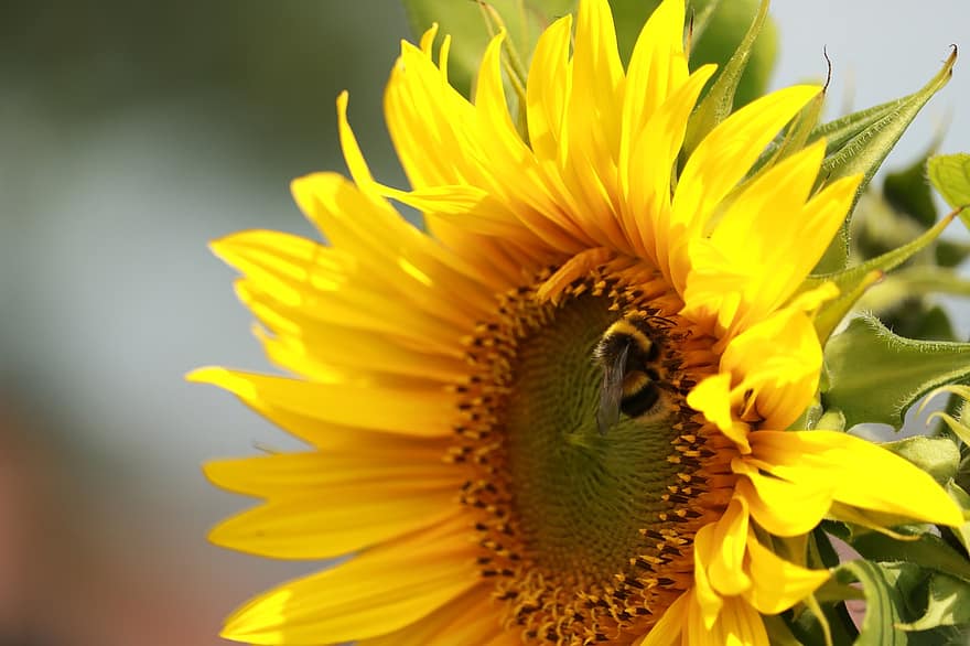 gira-sol, flor, abella, flor groga, insecte, pol·linitzar, pètals, pètals grocs, florir, flora, naturalesa