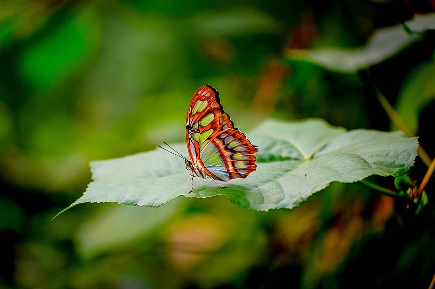 Butterfly, Insect, Leaf, Siproeta, Animal, Plant, Nature, Closeup, Butterflies, Colorful, Wings