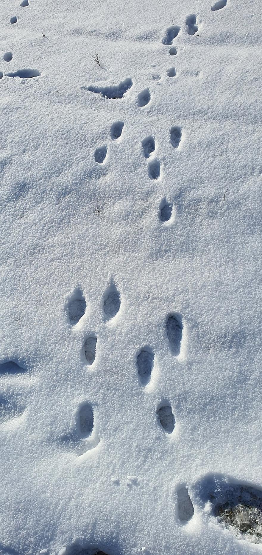 Snow, Footprints, footprint, winter, backgrounds, track, imprint, pattern, season, walking, close-up