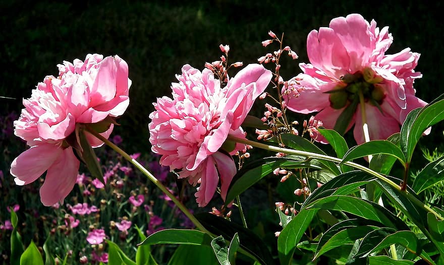цветя, божури, растения, градина, растение, цвете, лято, венчелистче, едър план, розов цвят, листо