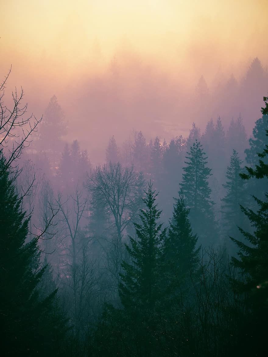 fák, köd, erdő, fa, tájkép, ősz, évszak, hegy, rejtély, téli, fenyőfa