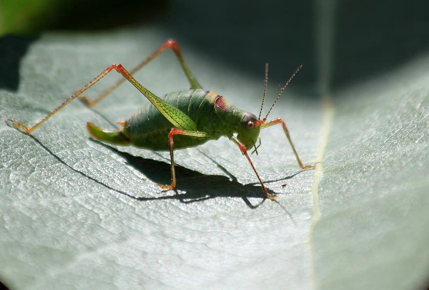 Green, Grasshopper, Leaf, Macro, Insect, Bug, Fauna, Entomology, Animal, Animal World, Macro Photography