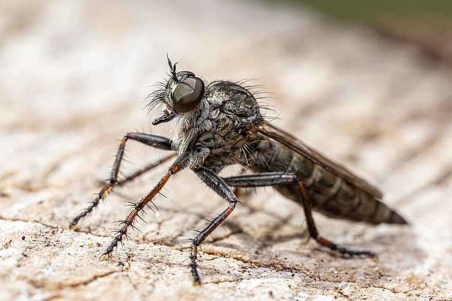 robberfly, mosca, composto, olhos, corpo, árvore, Caçando, parasita, erro, animais selvagens, ao ar livre