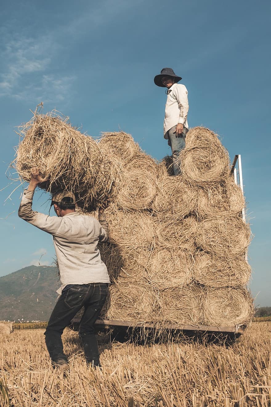 Hay Bales, Harvest, Workers, Men, Work, Round Bales, Farm, Rice Field, Field, Rural, Countryside