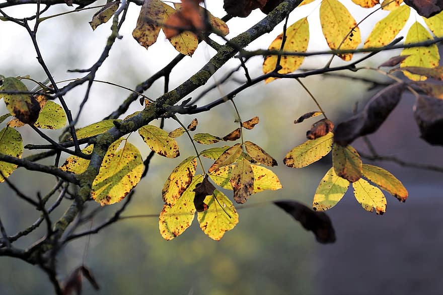 葉、自然、秋、シーズン、クルミの木