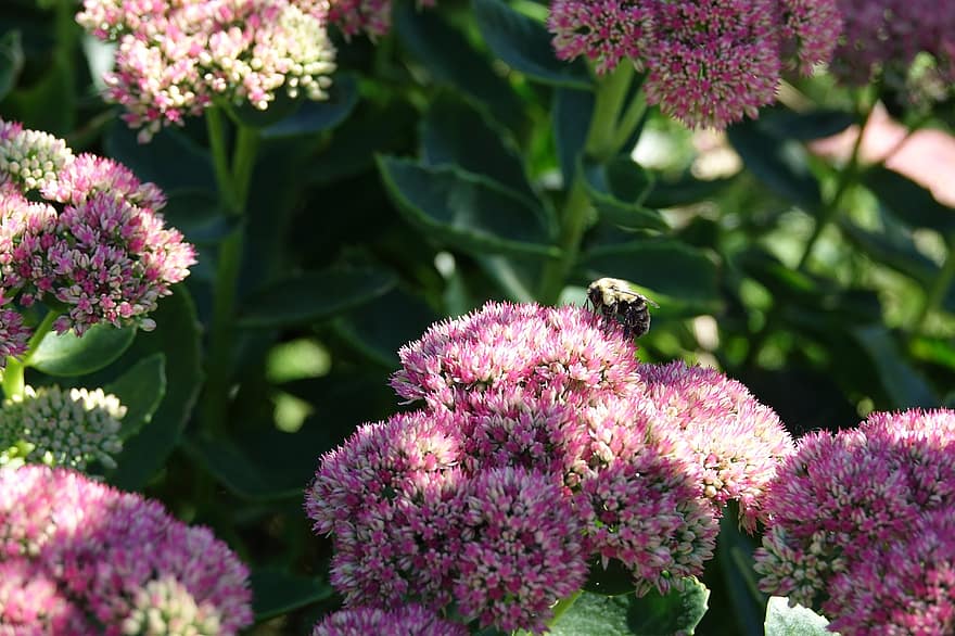 bumblebee, flores, polinização, abelha, Primavera, Canadá, flora, jardim, plantar, flor, fechar-se