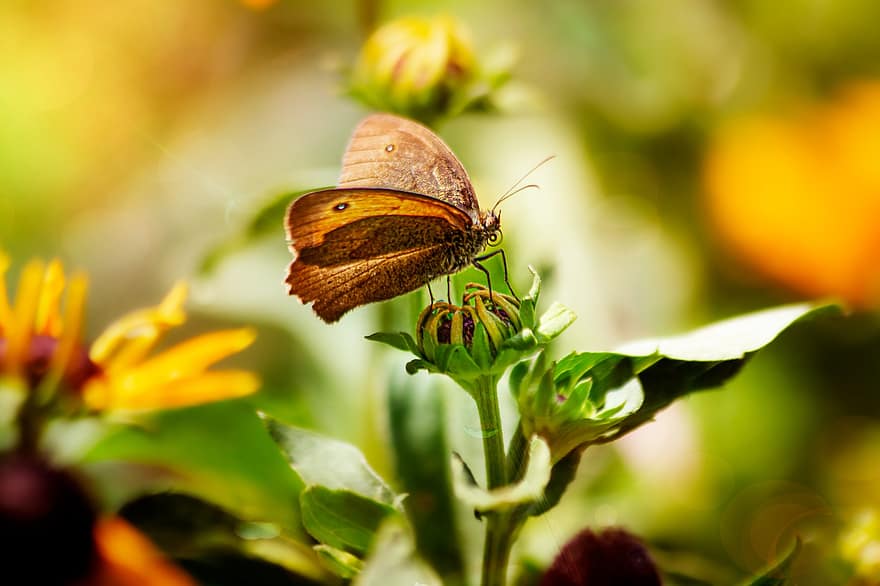 barna erdő madár, pillangó, rovar, sárga, zöld, virág, természet, repülés rovar, virágzik, virágzás, nyári