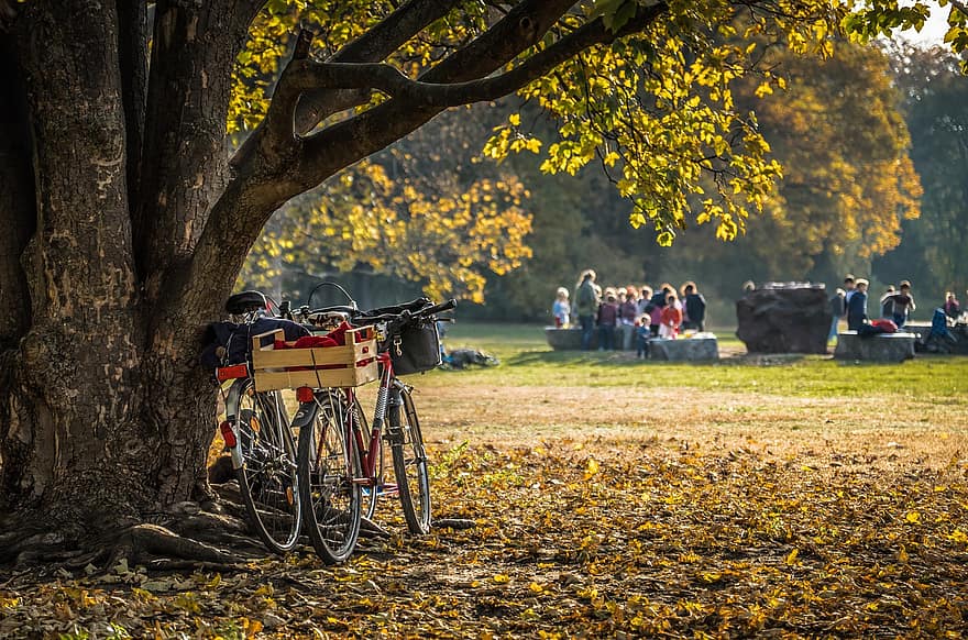 자연, 공원, 자전거, 참나무, 나무, 가을, 시즌
