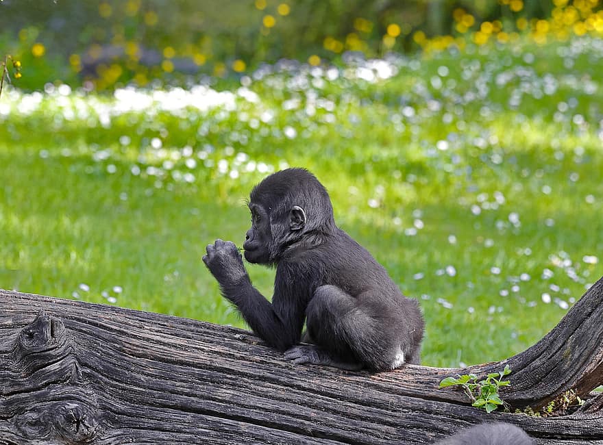Jauna gorila, gorila, gyvūnas, laukinės gamtos, beždžionės, žinduolių, primatas, mediena, medis, pievos