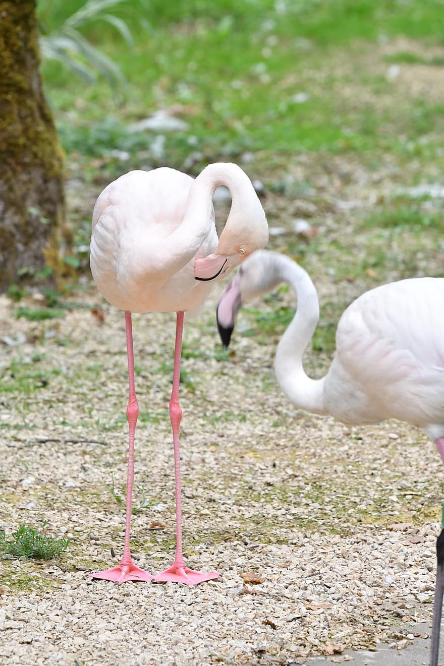 flamingoer, fugle, safari, dyreliv, Zoo, fauna, wading fugl, dyr, vandfugle