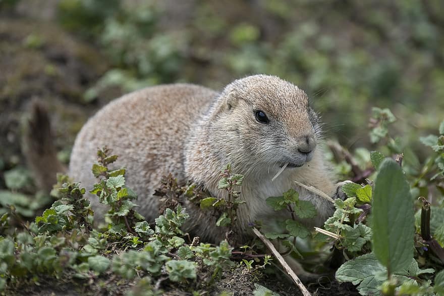 Rodent, Prairie Dog, Rodent Food, Beady Eyes, animals in the wild, cute, fur, small, close-up, one animal, ground squirrel