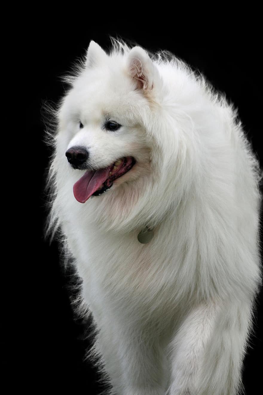câine, animal de companie, animal, pufos, blană, caine alb, câine de rasă pură, canin, mamifer, cu blană, drăguţ