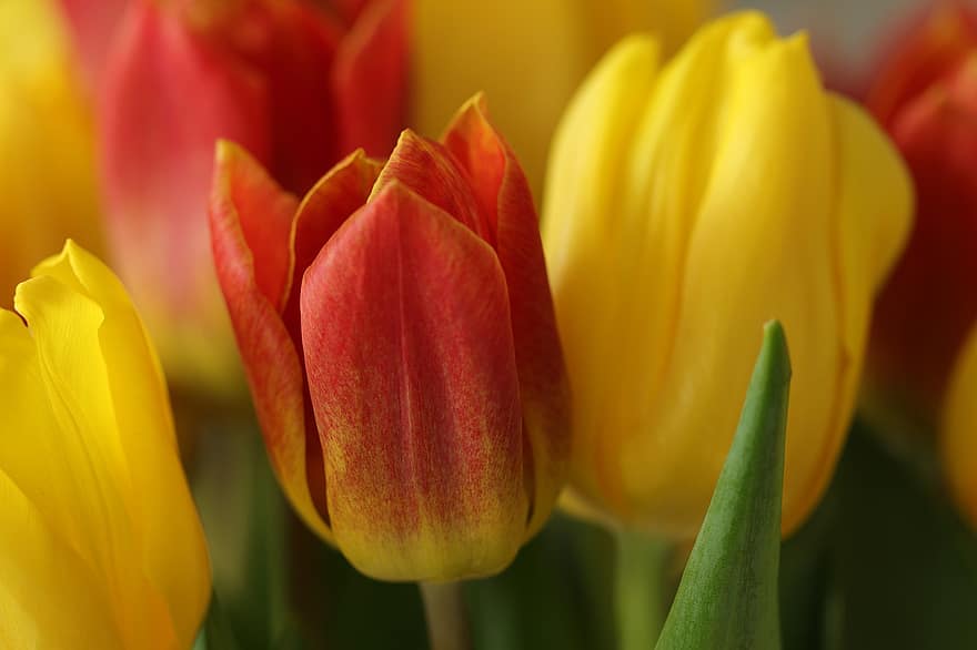 тюльпани, квіти, рослини, пелюстки, цибулинні квіти, весняні квіти, весна, природи, флора, фон, впритул