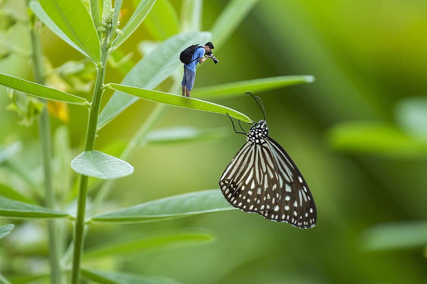 Butterfly, Photographer, Fantasy, Man, Male, Insect, Plant, Leaves, Nature, Photographing, Camera