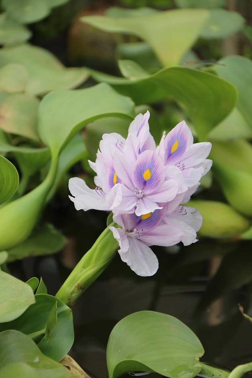 flor, Budailian, Eichhornia Blue, eichhornia crassipes, planta aquática, floração