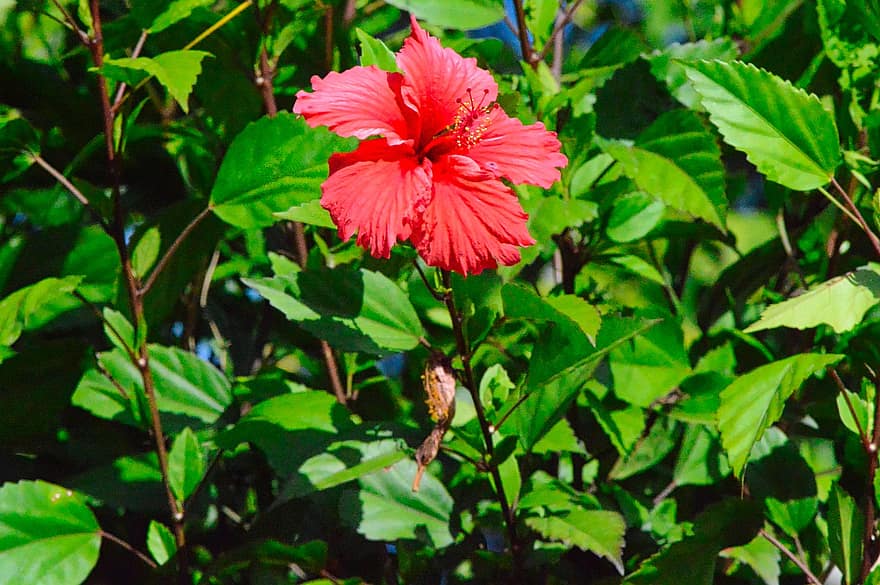 Hibiscus, Flower, Garden, Red Flower, Petals, Red Petals, Bloom, Blossom, Leaves, Plant