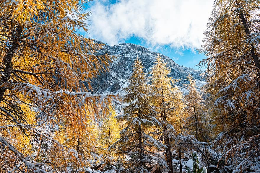 medžiai, kalnas, sniegas, žiemą, eglės, šalčio, snieguotas, žiemos, žiemos magija, ruduo, rudenį