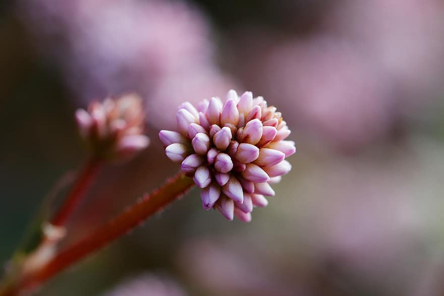 Vaaleanpunainen Knotweed, kukka, kasvi, kukinta, luonto, kevät, puutarha
