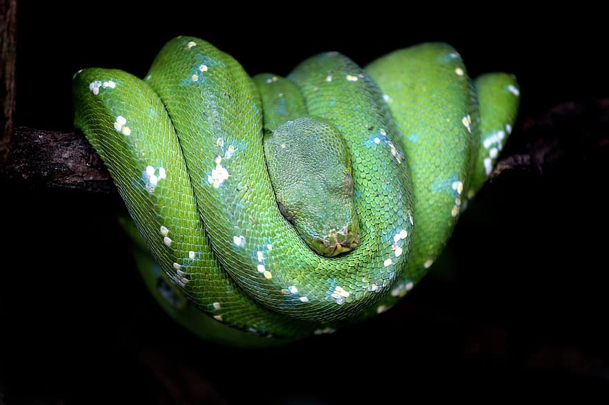 reptil, ular, jenis, fauna, merapatkan, beracun, binatang di alam liar, warna hijau, ular berbisa, bahaya, hutan