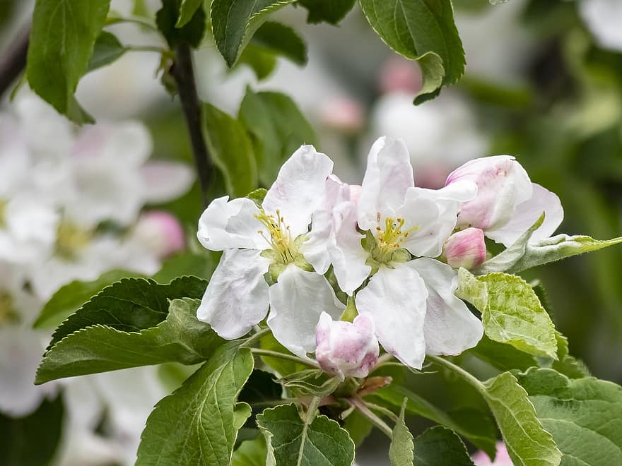 albero di mele, fiori, ramo, bocciolo di mela, fiori bianchi, fioritura, le foglie, pianta, primavera