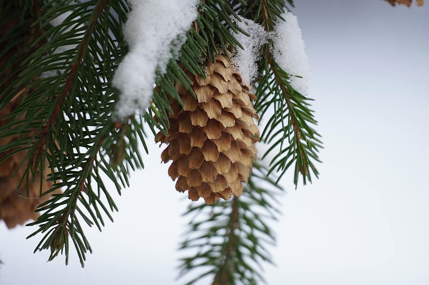 dennenappel, boom, winter, seizoen, groei, Bos, naaldboom, kegel, naald-, sneeuw, hout