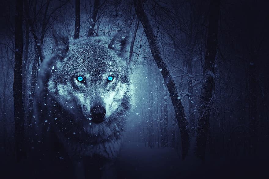 Wolf, Wald, dunkel, Hintergrund, mystisch