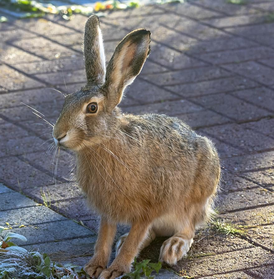 Con thỏ, kêu, thú vật, con thỏ, Động vật có vú, Thiên nhiên, dễ thương, vật nuôi, nhỏ, cỏ, lông thú