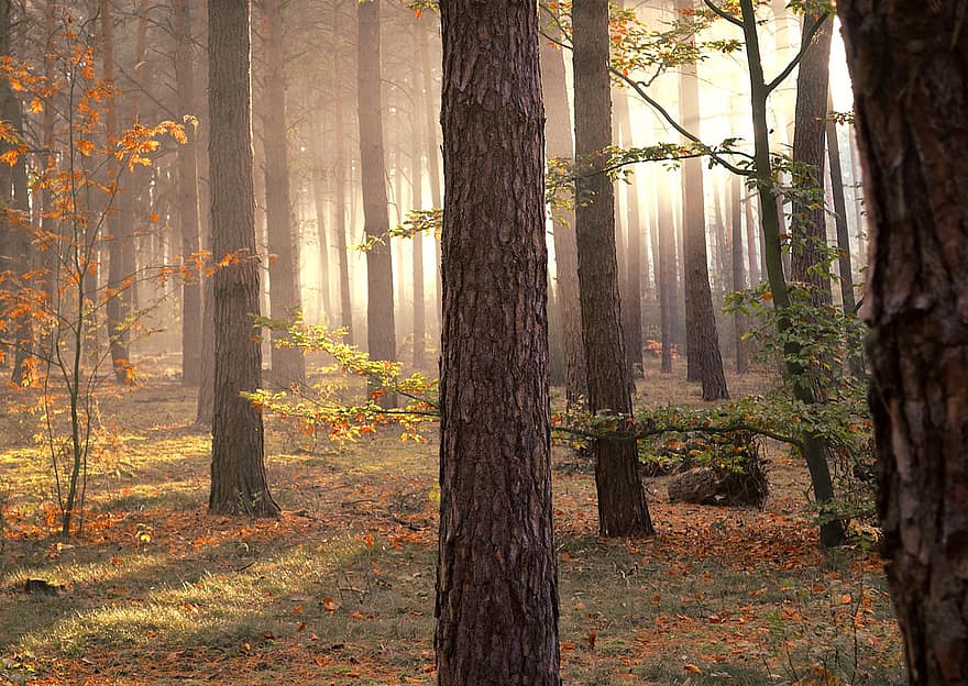 mežs, koki, raksturs, meži, koks, rudenī, lapas, sezonā, dzeltens, ainavu, oktobris