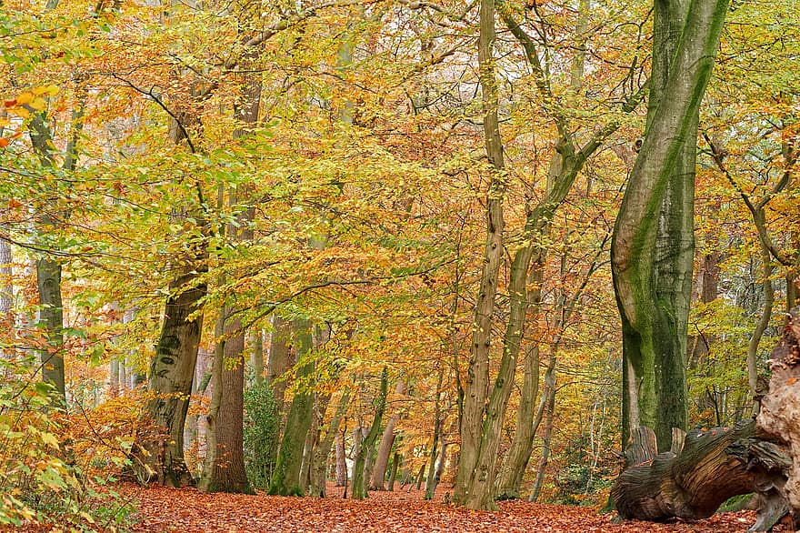秋、森林、パーク、自然、風景、木、紅葉、パス、林道