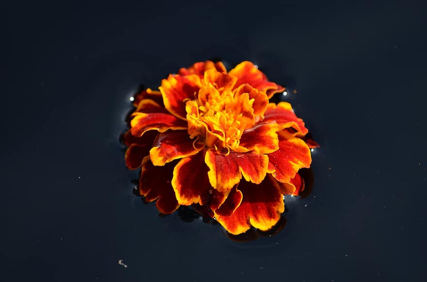 Marigold, Flower, Petals, Bloom, Plant, Nature, Water, Dark