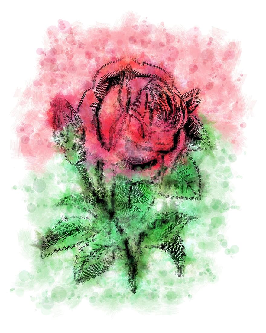 Lukisan Cat Air Mawar, mawar, bunga, lukisan cat air, ilustrasi, menanam, daun, latar belakang, dekorasi, warna merah jambu, cat