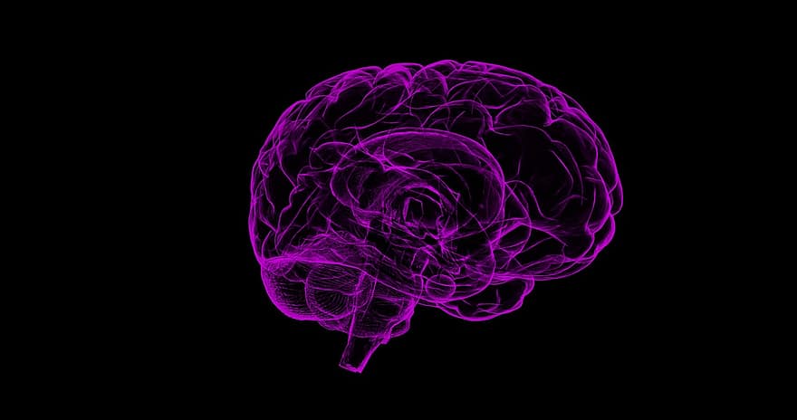 creier, Anatomia omului, anatomie, uman, ştiinţă, cap, inteligență, memorie, minte, neurologie, medical