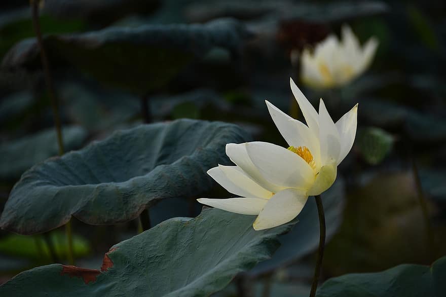 Lotus, Blume, Lagune, Teich, See, blühen, wunderschönen, Flora, Wasseroberfläche, Botanik, Blätter