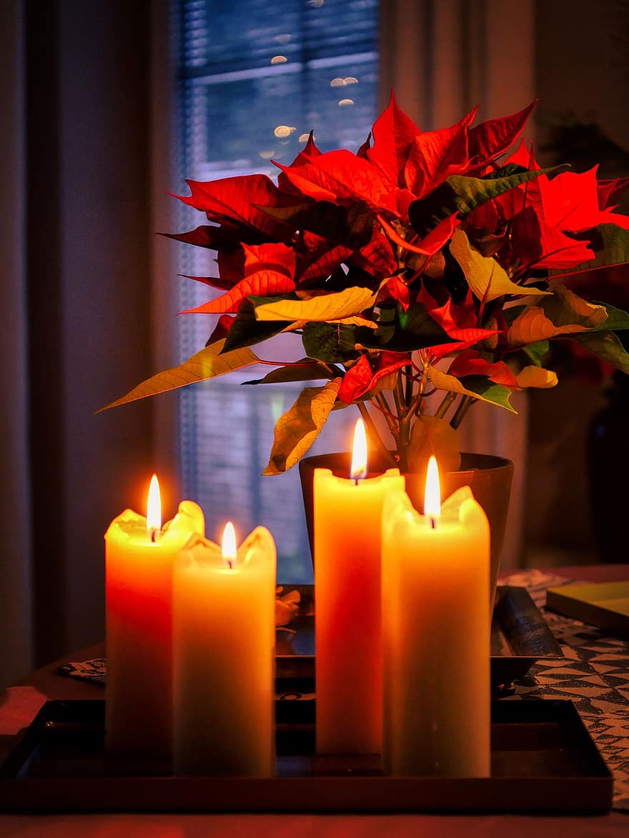 kynttilät, tulo, valot, joulun tähti, kasvi, antaa potkut, liekki, vaha