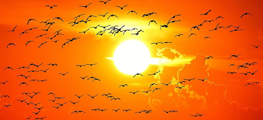 zachód słońca, ptaki, Natura, niebo, latający, sylwetka